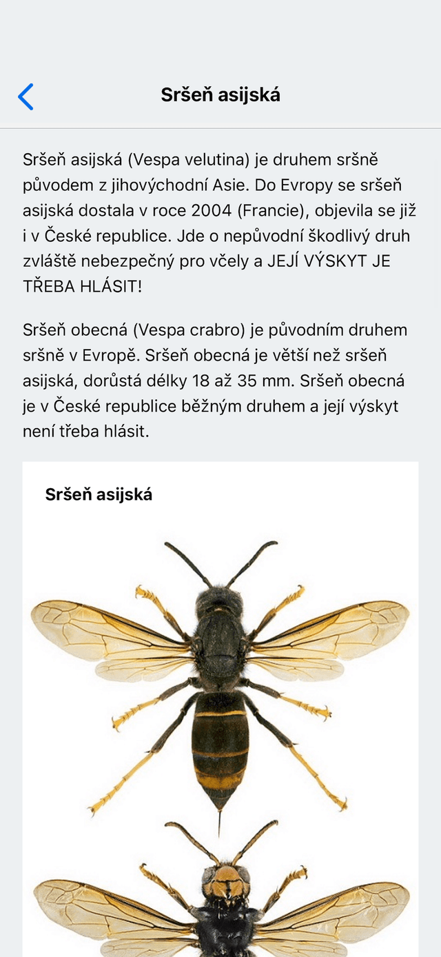 Sršeň asijská – info