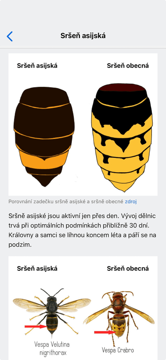 Sršeň asijská – porovnání